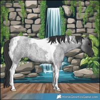 Horse Color:Blue Roan Tobiano