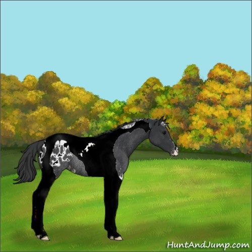 Horse Color:Black Tobiano Appaloosa Rabicano 