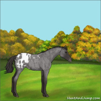 Horse Color:Smoky Blue Roan Appaloosa 