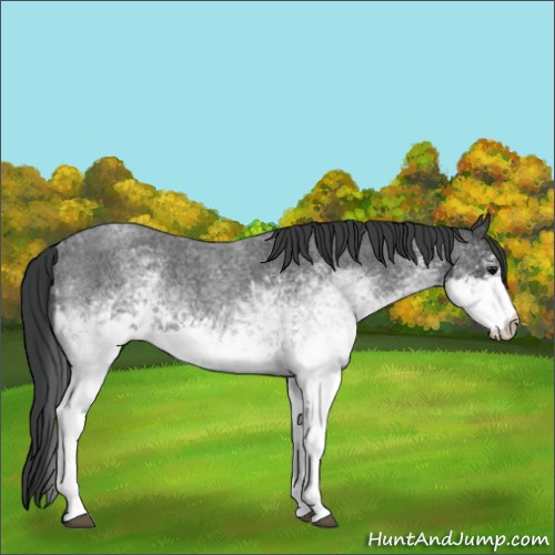 Horse Color:White Spotted Blue Roan 