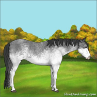 Horse Color:White Spotted Blue Roan