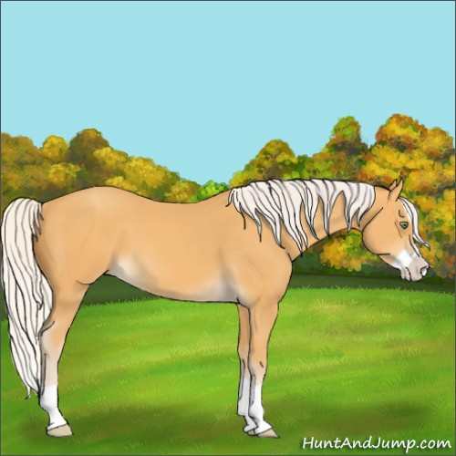 Horse Color:Silver Amber Cream Champagne Splash