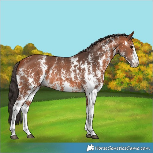 Horse Color:Bay Sabino