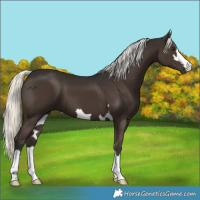 Horse Color:Liver Chestnut Mushroom 