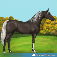 Horse Color:Liver Chestnut Mushroom 
