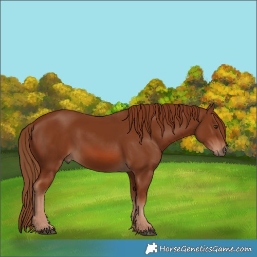 Horse Color:Chestnut 