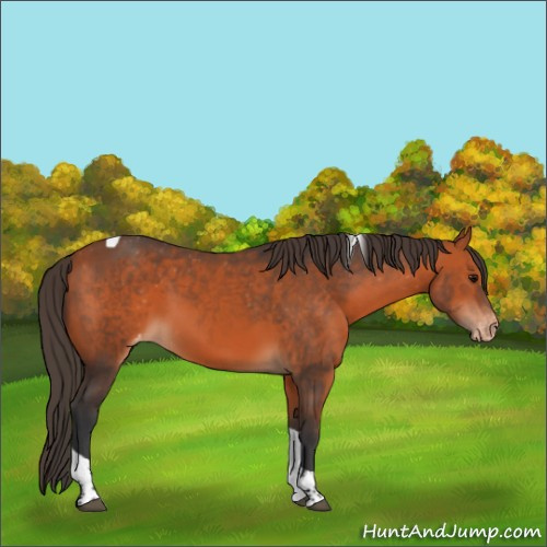 Horse Color:Bay Tobiano Appaloosa 