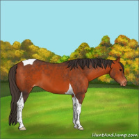 Horse Color:Bay Tobiano Appaloosa 