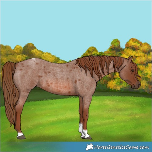 Horse Color:Red Roan Tobiano 