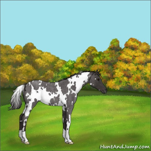 Horse Color:White Spotted Smoky Blue Roan 