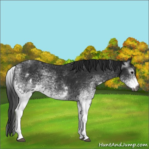 Horse Color:Gray White Spotted Black  and Gray White Spotted Black 