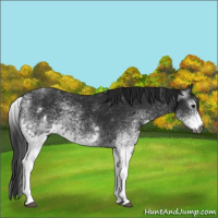 Horse Color:Gray White Spotted Black and Gray White Spotted Black