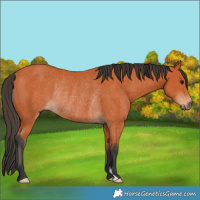 Horse Color:Bay Rabicano 