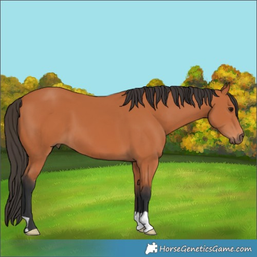 Horse Color:Bay 