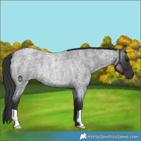 Horse Color:Blue Roan Rabicano 