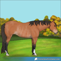 Horse Color:Bay Rabicano 