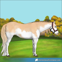 Horse Color:Chestnut Splash