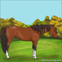 Horse Color:Buckskin Tobiano 