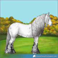 Horse Color:Gray Bay Appaloosa