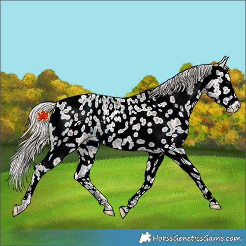 Horse Color:Silver Black Ice Appaloosa Rabicano 