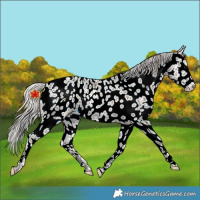 Horse Color:Silver Black Ice Near Leopard Rabicano 