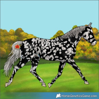 Horse Color:Silver Black Ice Appaloosa Rabicano