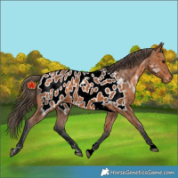Horse Color:Bay Tobiano Near Leopard Rabicano 