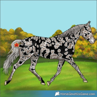 Horse Color:Silver Grullo Near Leopard 