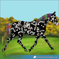 Horse Color:Painted Bay Ice Appaloosa 