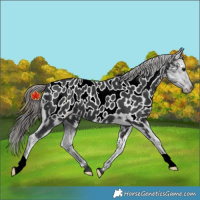 Horse Color:Black Near Leopard