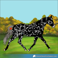 Horse Color:Smoky Black Leopard Rabicano