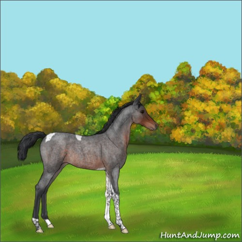 Horse Color:Brown Roan Tobiano Rabicano 