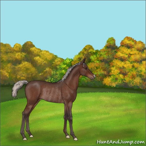Horse Color:Silver Brown Roan Rabicano 