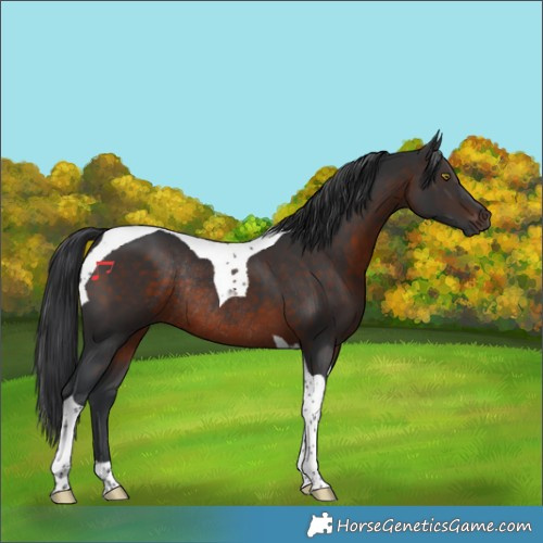 Horse Color:Brown Tobiano Rabicano 