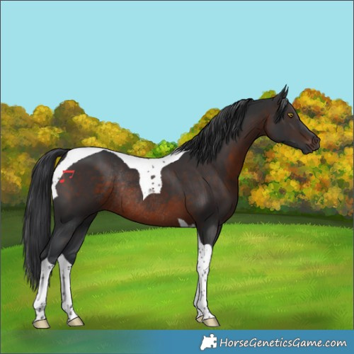 Horse Color:Brown Tobiano Rabicano