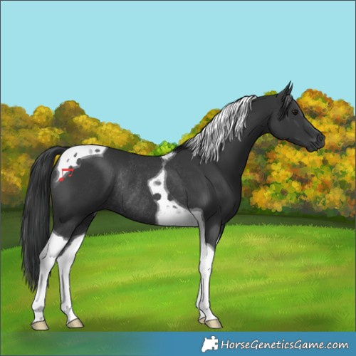 Horse Color:Black Tobiano Rabicano