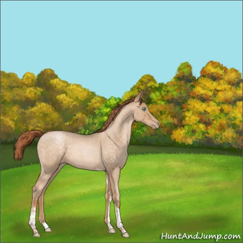 Horse Color:Buckskin Roan Pearl Tobiano Rabicano 