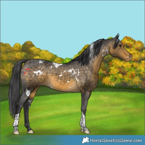 Horse Color:White Spotted Buckskin Tobiano Appaloosa 