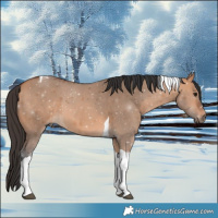 Horse Color:Bay Dun Tobiano 