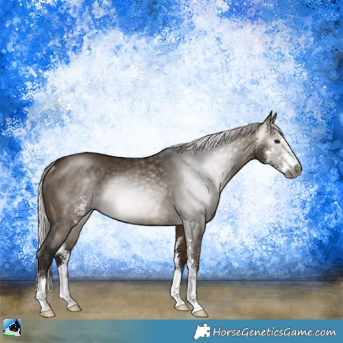 Horse Color:Gray Silver Brown Dun Sabino Rabicano