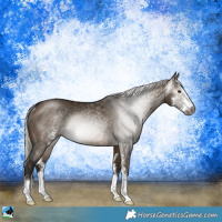 Horse Color:Gray Silver Brown Dun Sabino Rabicano 