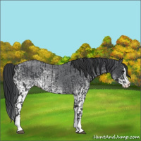 Horse Color:Blue Roan Sabino Splash  and White Spotted Blue Roan Splash 