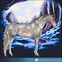 Horse Color:White Spotted Liver Chestnut Appaloosa 