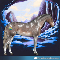Horse Color:White Spotted Liver Chestnut Appaloosa