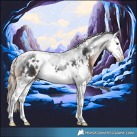 Horse Color:White Spotted Liver Chestnut Sabino Splash 