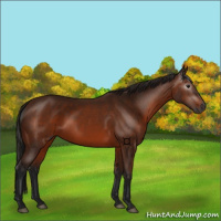 Horse Color:Gray Bay 
