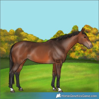 Horse Color:Bay 