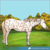 Horse Color:Chestnut Appaloosa 