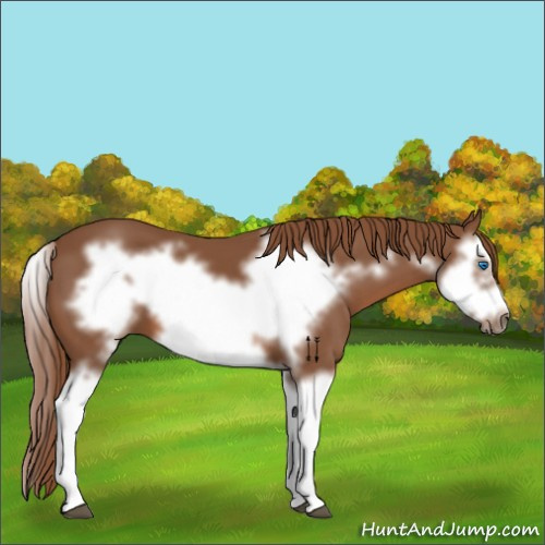 Horse Color:Chestnut Splash Frame