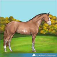 Horse Color:White Spotted Gold Champagne Rabicano  and Gold Champagne Rabicano 
